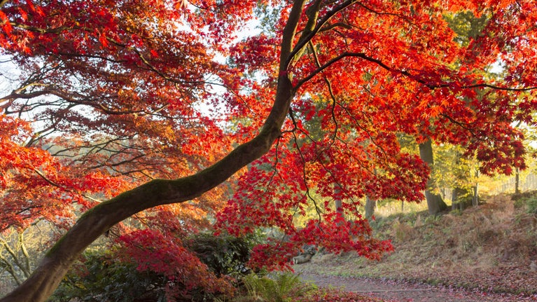 A Japanese maple in Autumn with red leaves